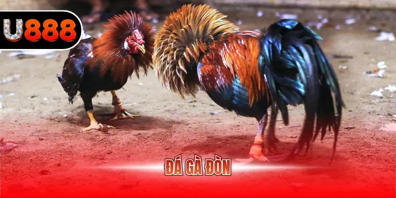 Đá Gà Đòn U888 – Trải Nghiệm Cá Cược Truyền Thống Kịch Tính 1 Đá gà đòn