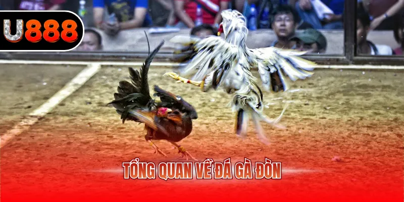 Đá Gà Đòn U888 – Trải Nghiệm Cá Cược Truyền Thống Kịch Tính 2 Tổng quan về đá gà đòn
